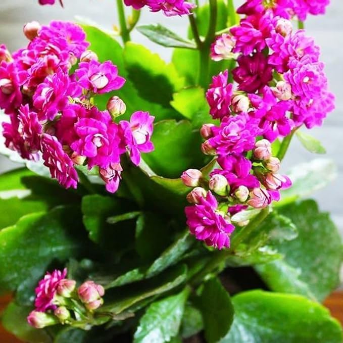 Pink Florist Kalanchoe Flowering Plant | Long-Lasting Indoor Bloomer — photo 2