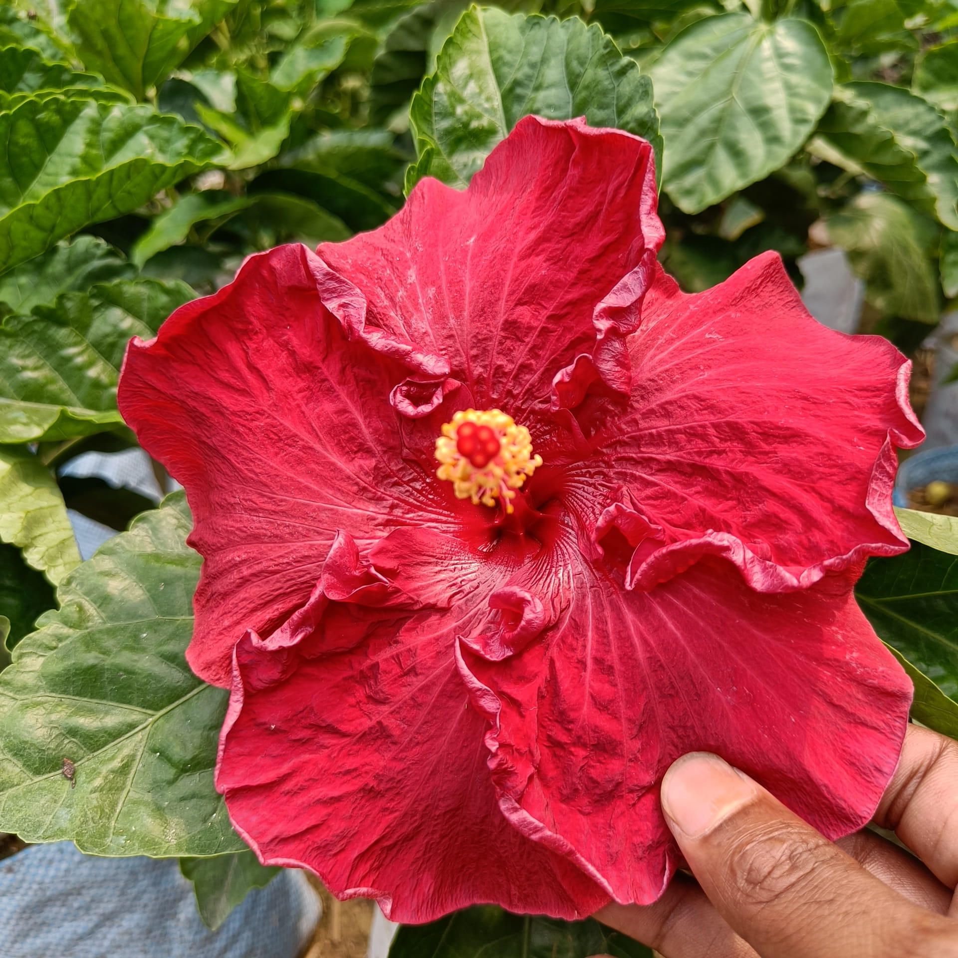 American Hibiscus Plant (King Size) | Giant Red Flowering Outdoor Plant