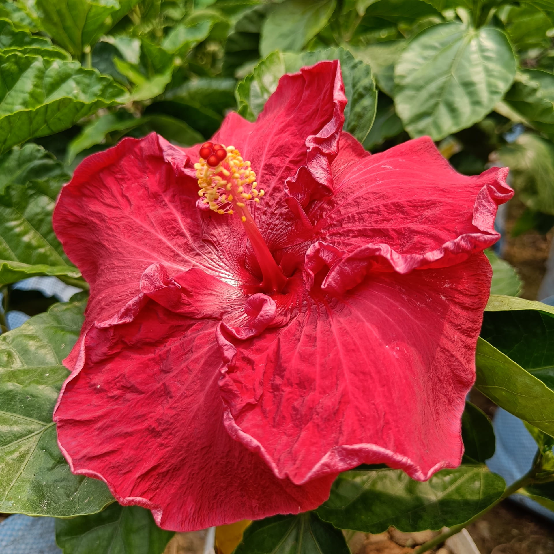 American Hibiscus Plant (King Size) | Giant Red Flowering Outdoor Plant — photo 2