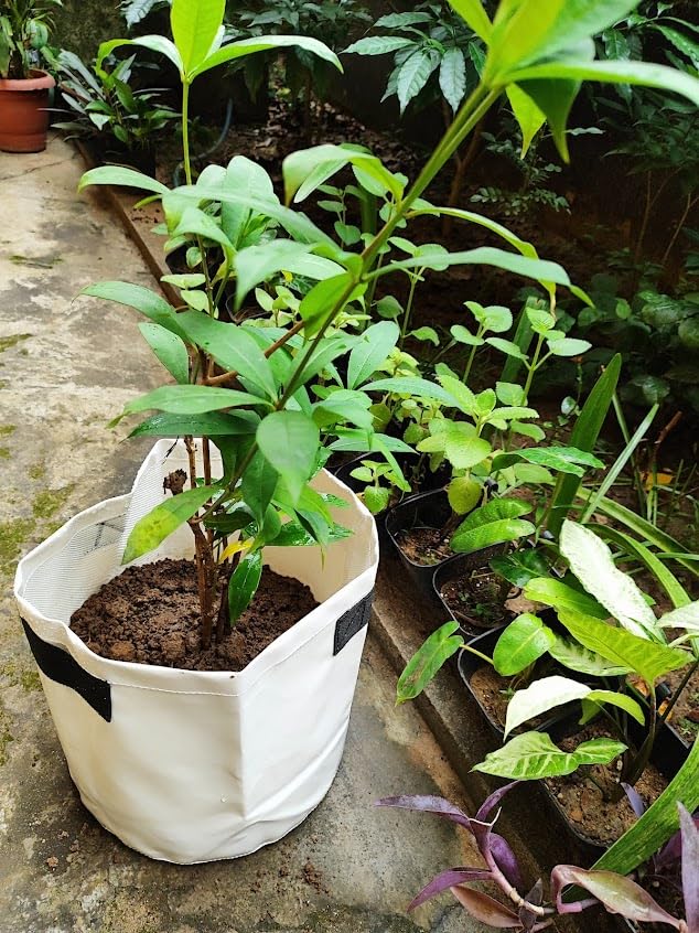 Grow Bag for Plants | 12 × 12 Inch (22 Litre) | Pack of 2 | 750 GSM White — photo 3