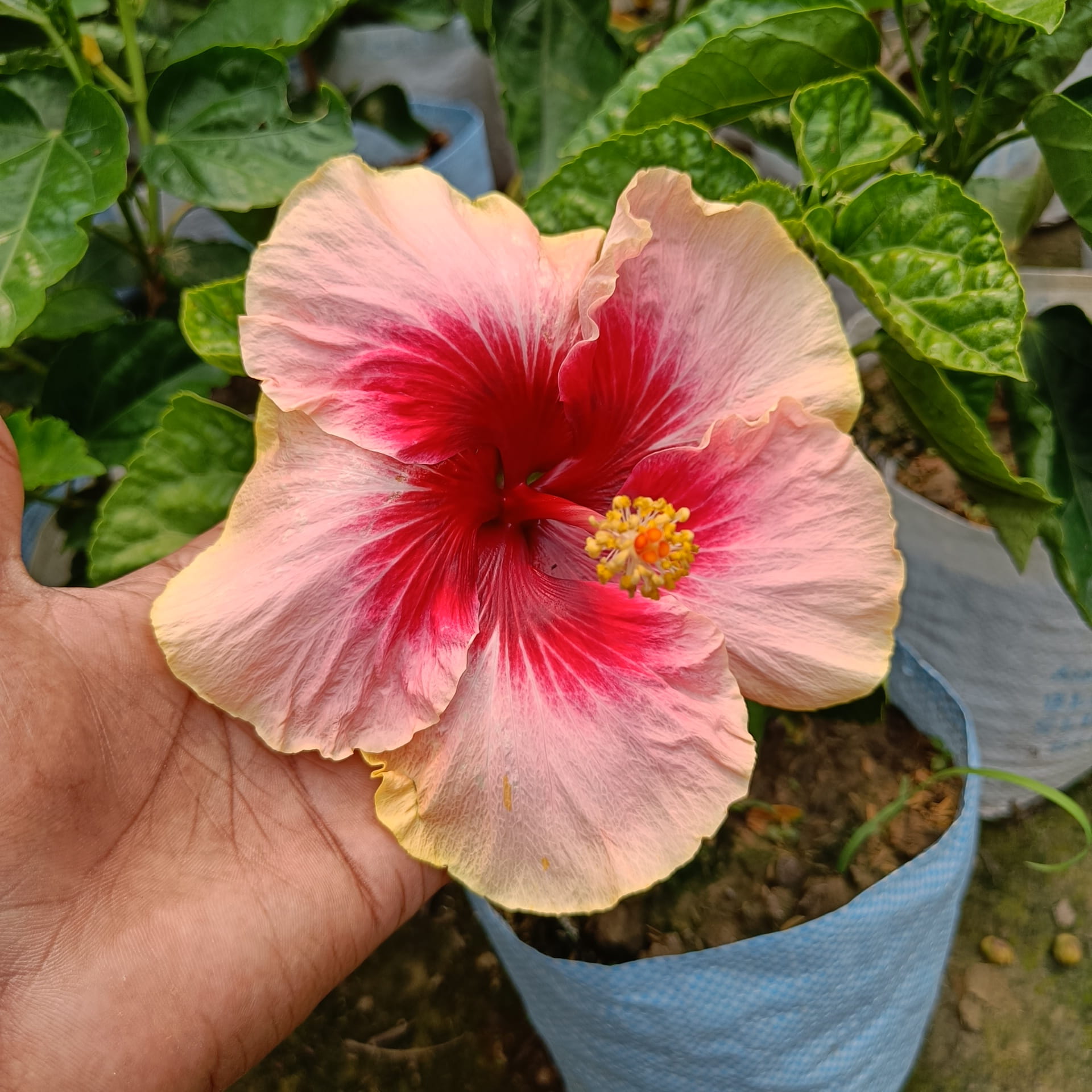Australia hibiscus flowers Plants(valintin)