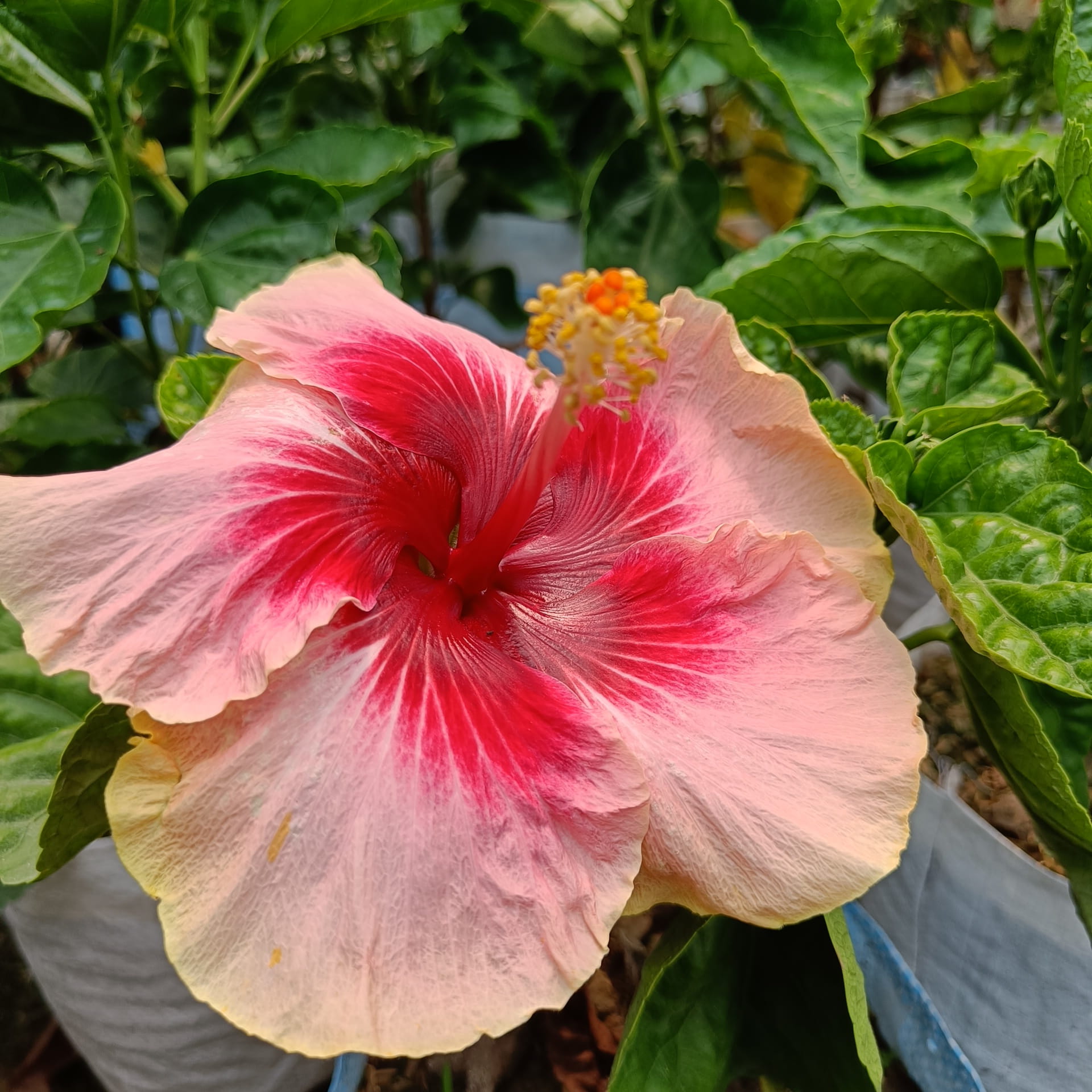 Australia hibiscus flowers Plants(valintin) — photo 2