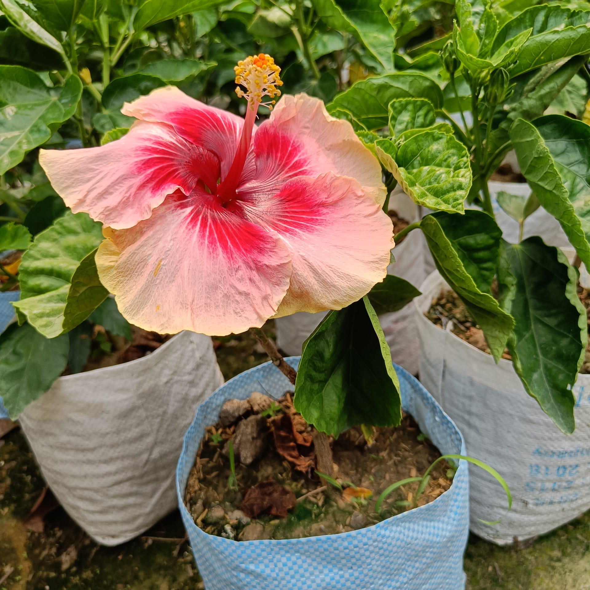 Australia hibiscus flowers Plants(valintin) — photo 3