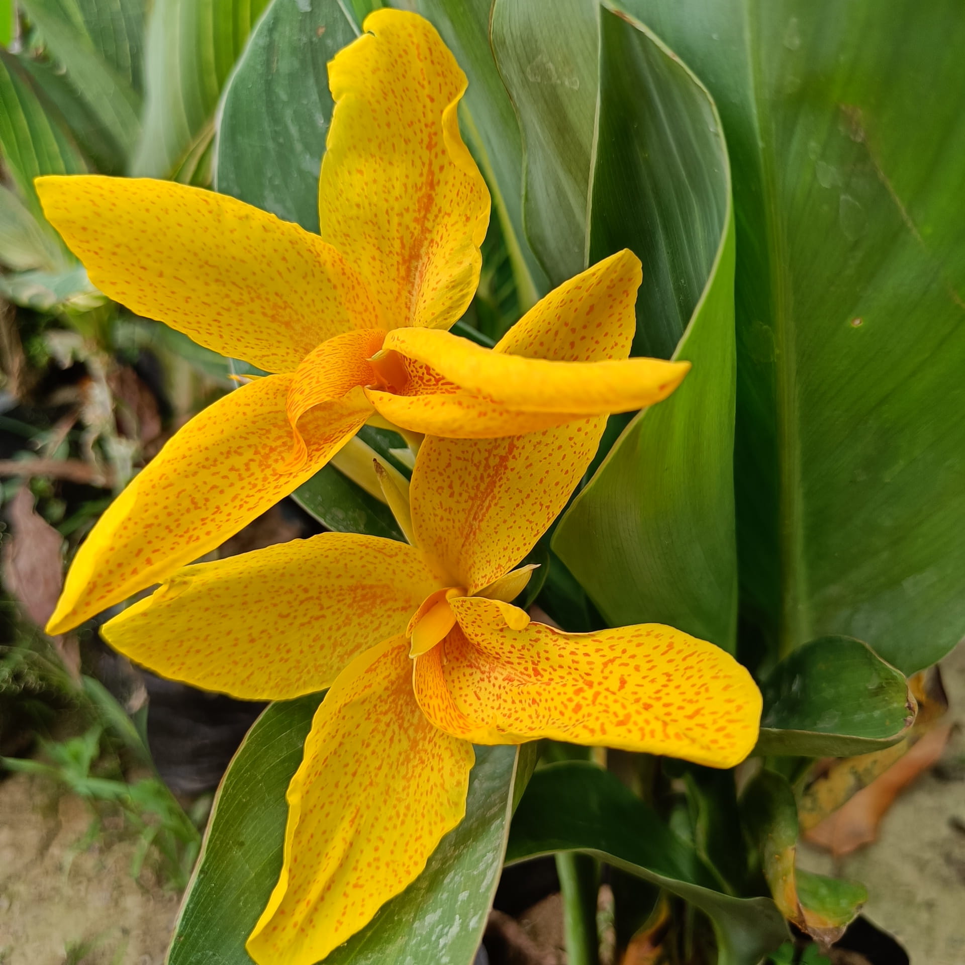 Chena Lily Flower Plant (Canna Lily – Yellow Spotted Variety)