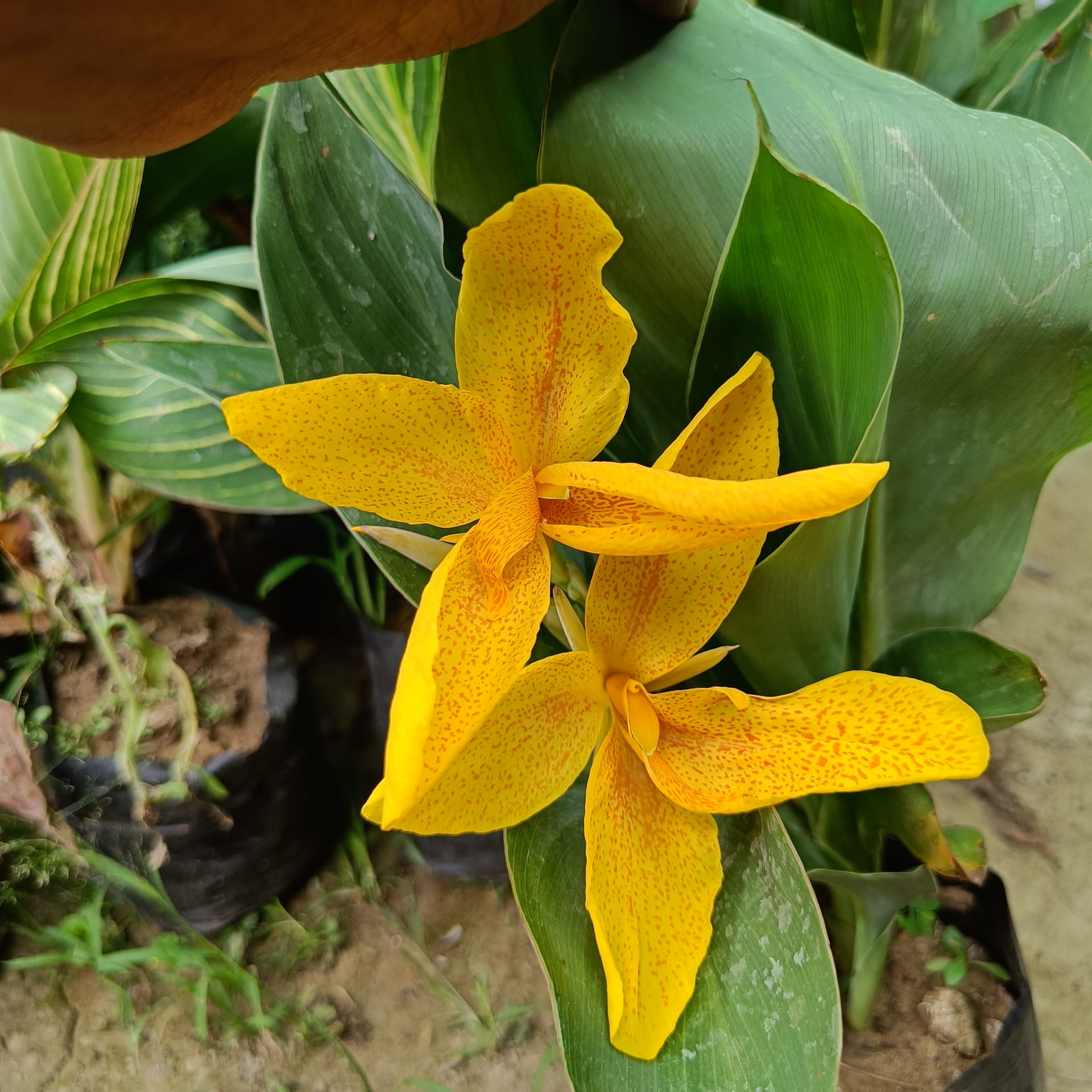 Chena Lily Flower Plant (Canna Lily – Yellow Spotted Variety) — photo 2