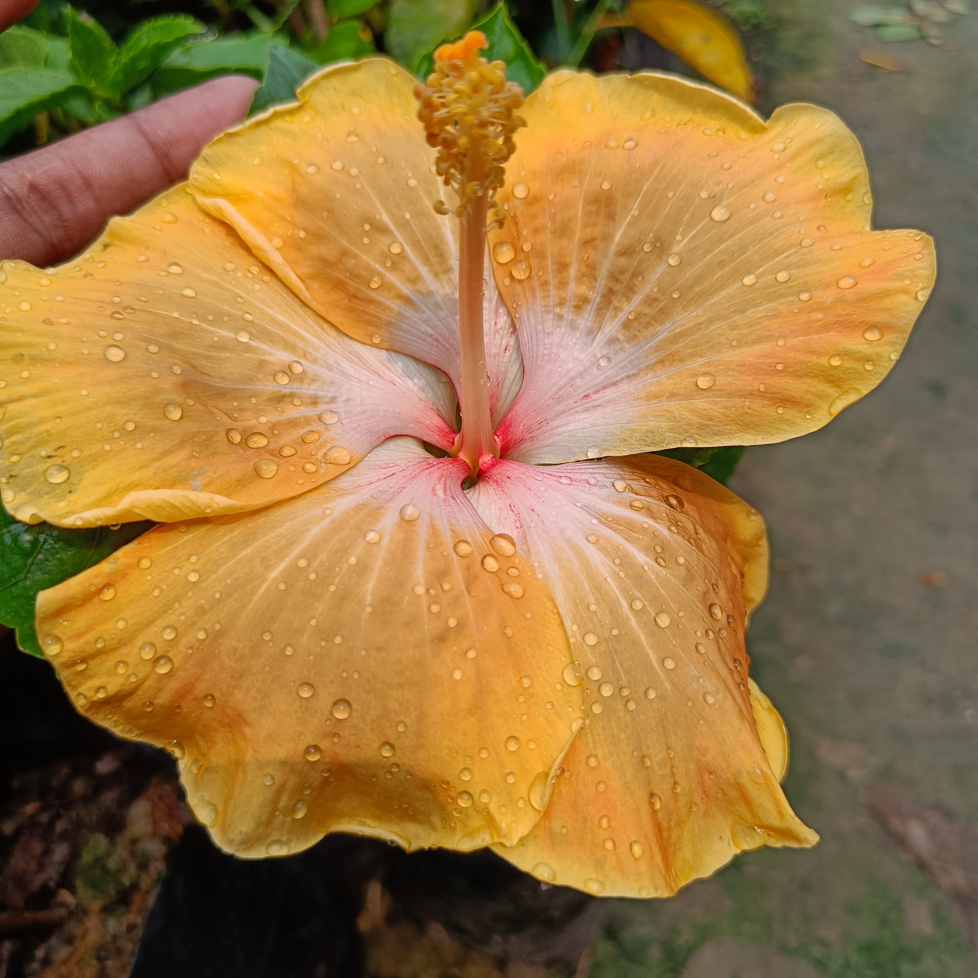American Hibiscus Plant (Light Yellow Variety)