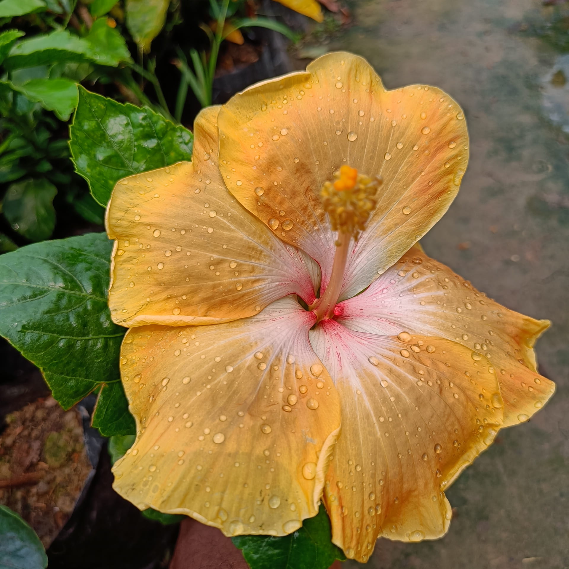 American Hibiscus Plant (Light Yellow Variety) — photo 2