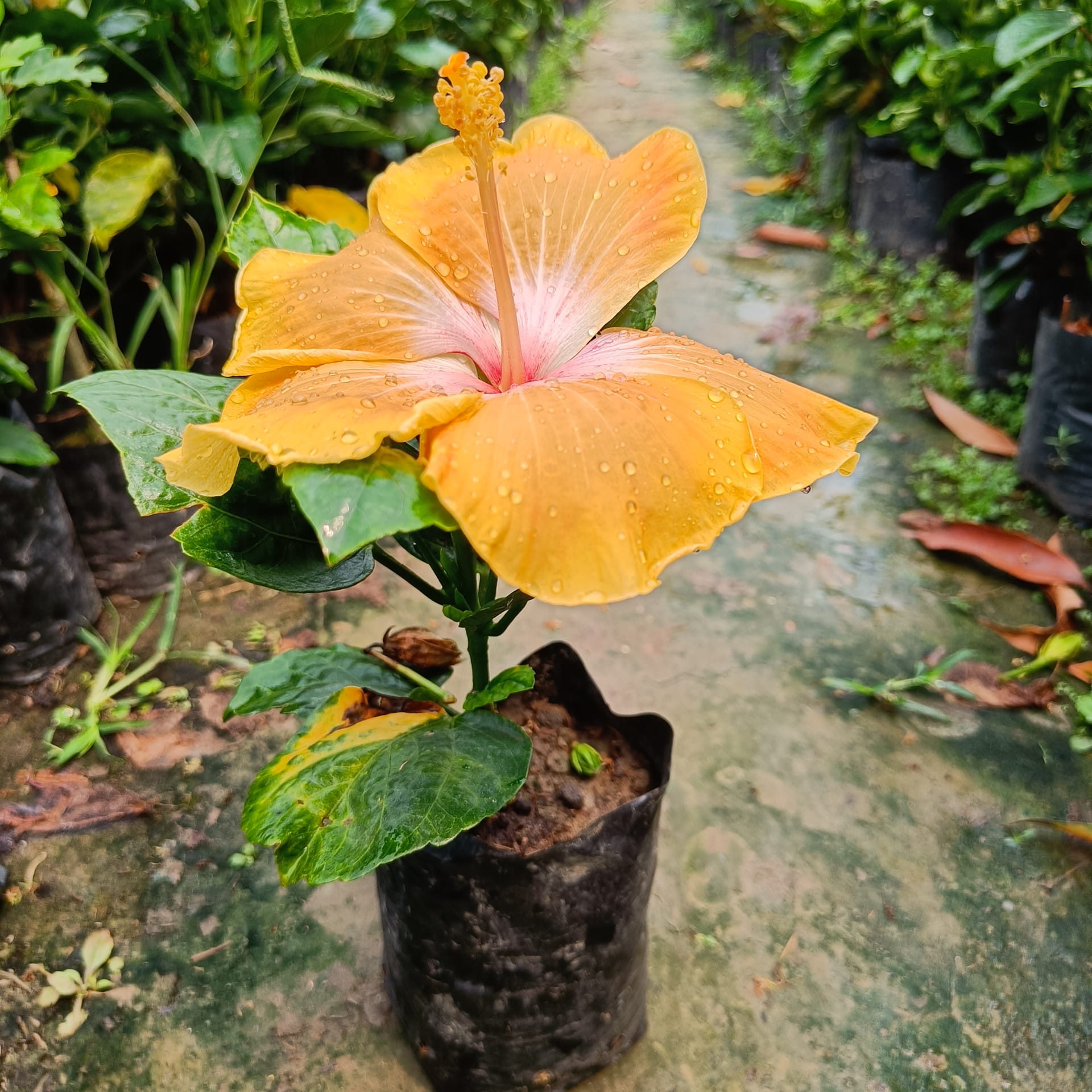 American Hibiscus Plant (Light Yellow Variety) — photo 3