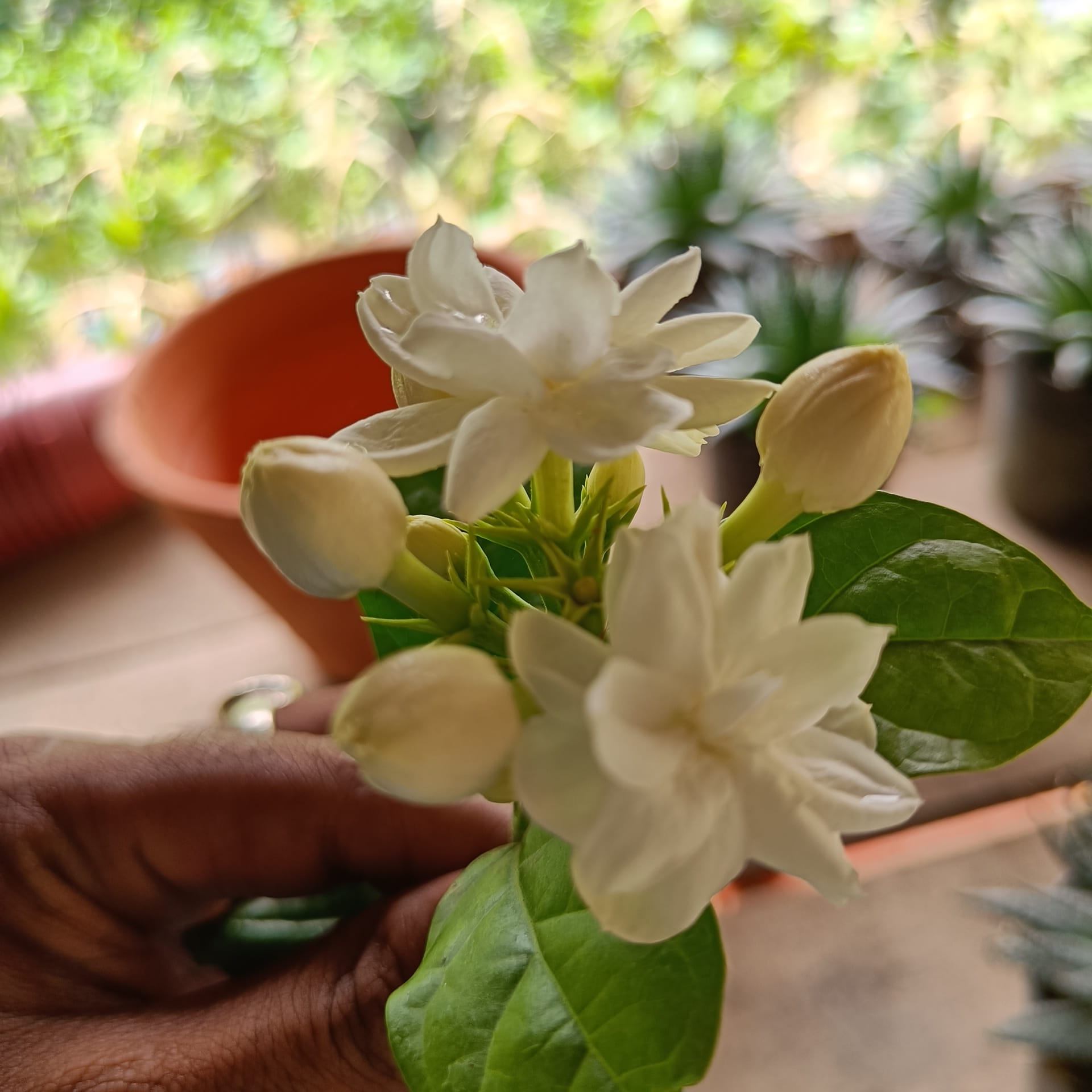 Arabian Jasmine Plant (Bel Ful / Bela)