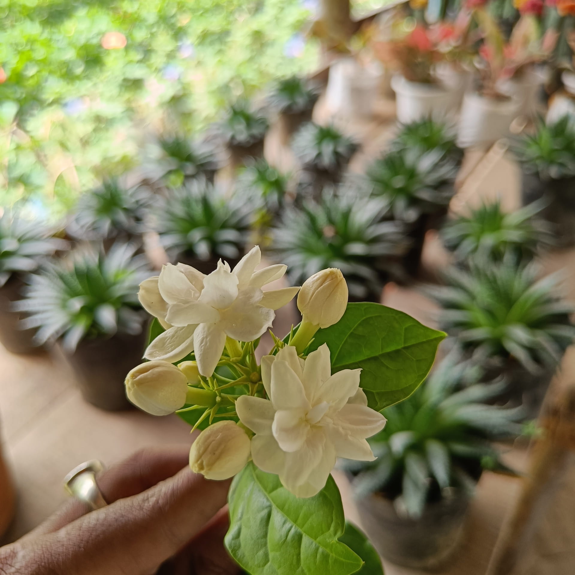 Arabian Jasmine Plant (Bel Ful / Bela) — photo 2