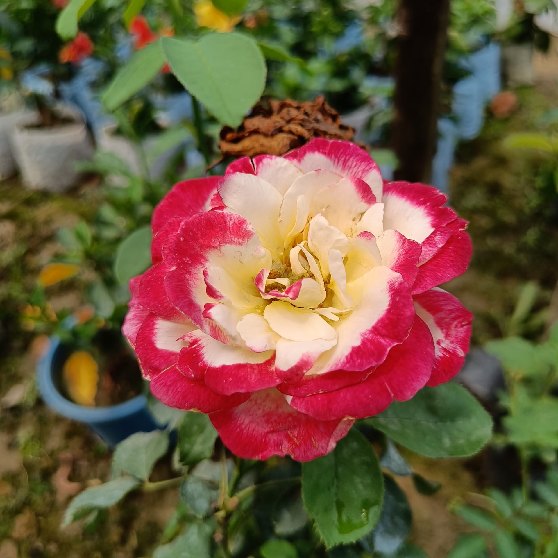 Hybrid Double Delight Rose Plant | Premium Fragrant Bicolor Rose