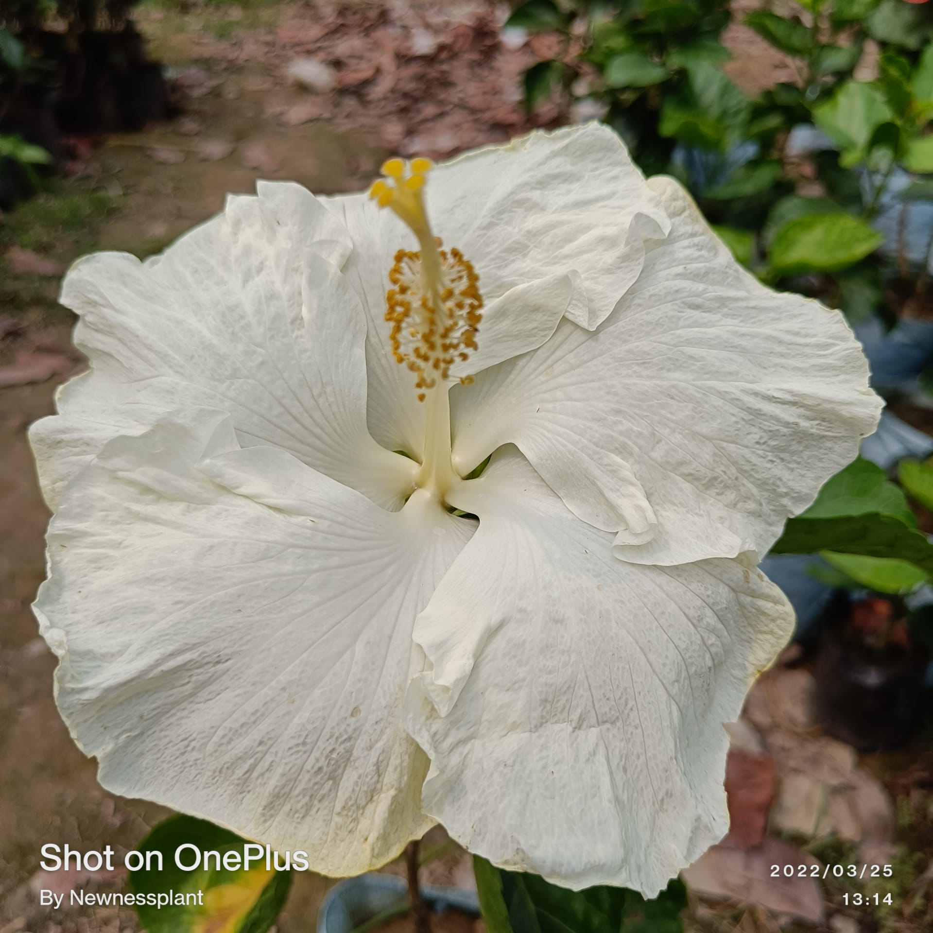 American Hibiscus Plant – White | Premium Flowering Plant