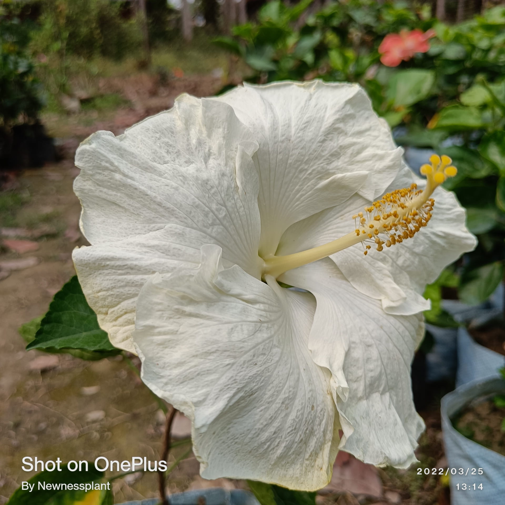 American Hibiscus Plant – White | Premium Flowering Plant — photo 2