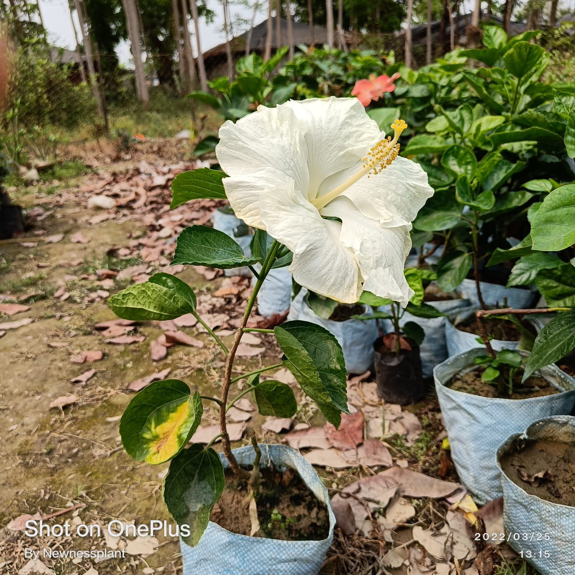 American Hibiscus Plant – White | Premium Flowering Plant — photo 3