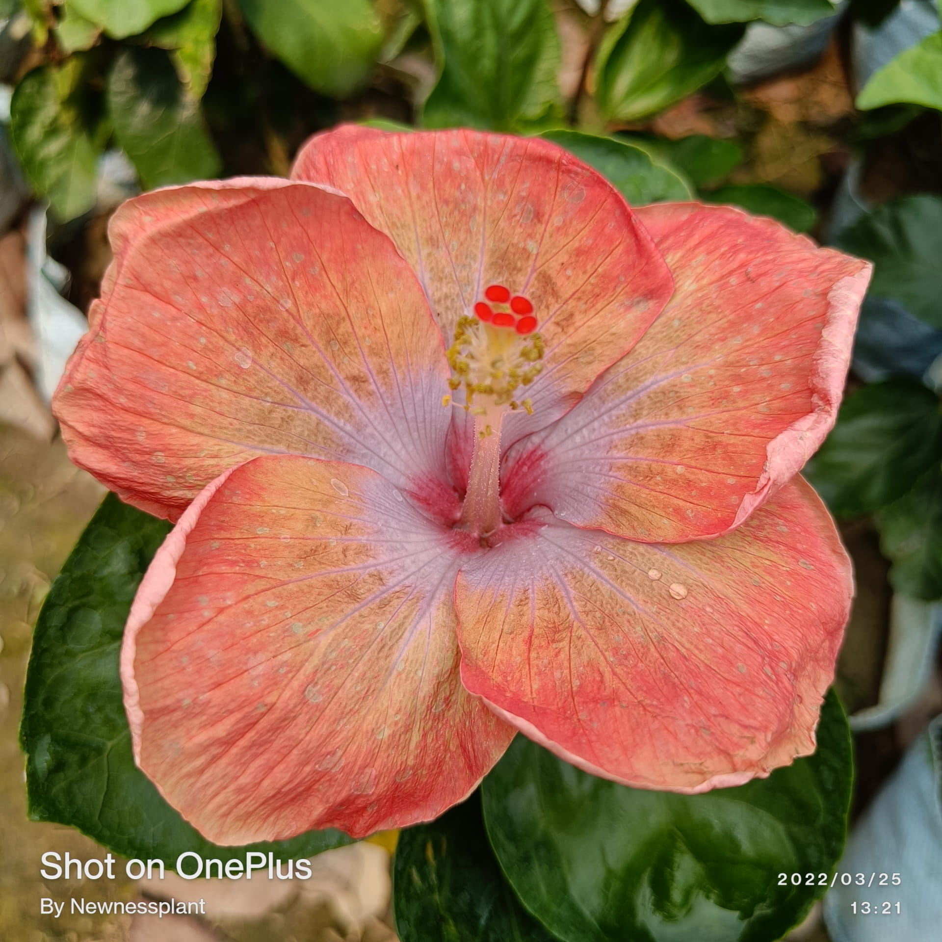 Australia Hibiscus Flower Plant – Light Orange | Premium Flowering Plant