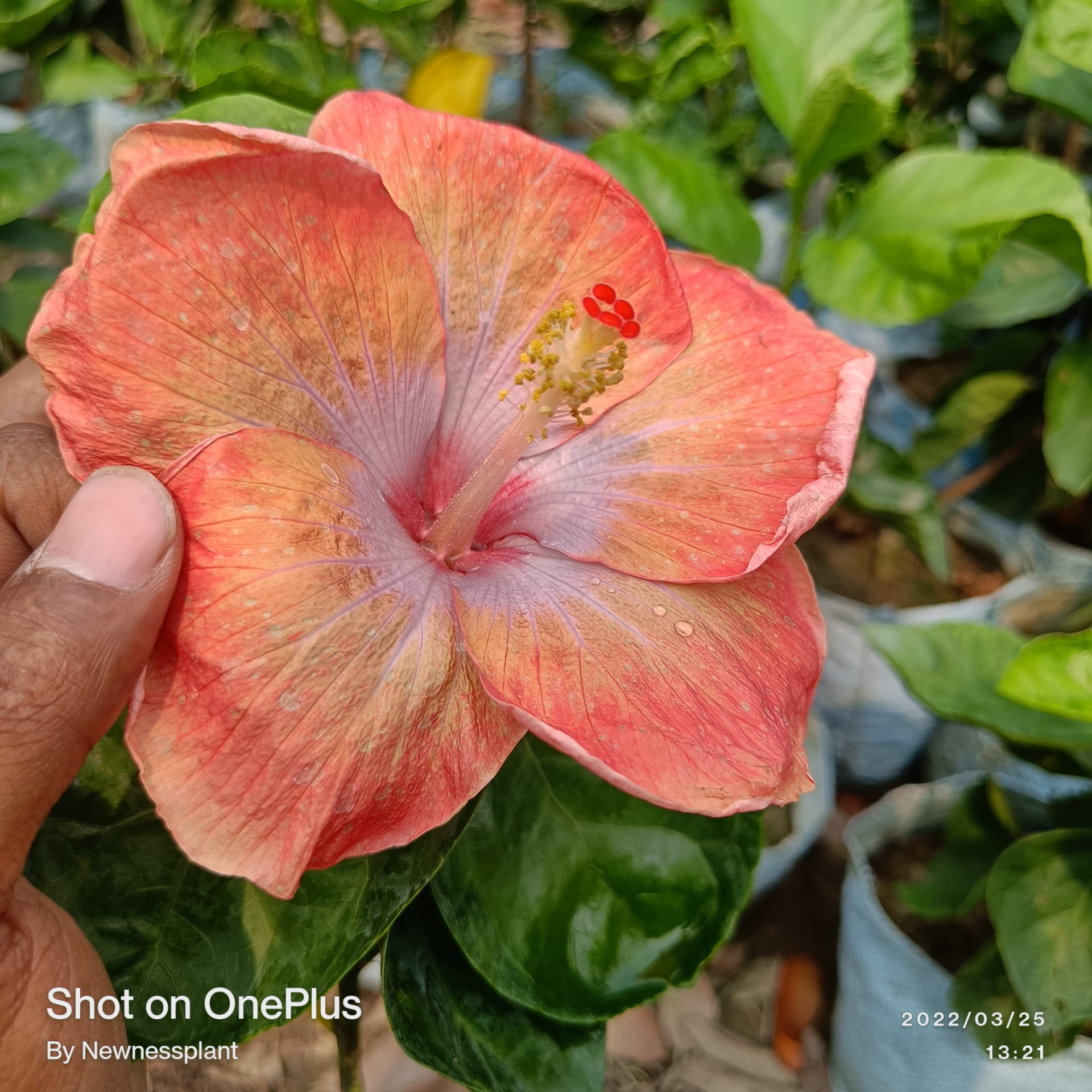 Australia Hibiscus Flower Plant – Light Orange | Premium Flowering Plant — photo 2
