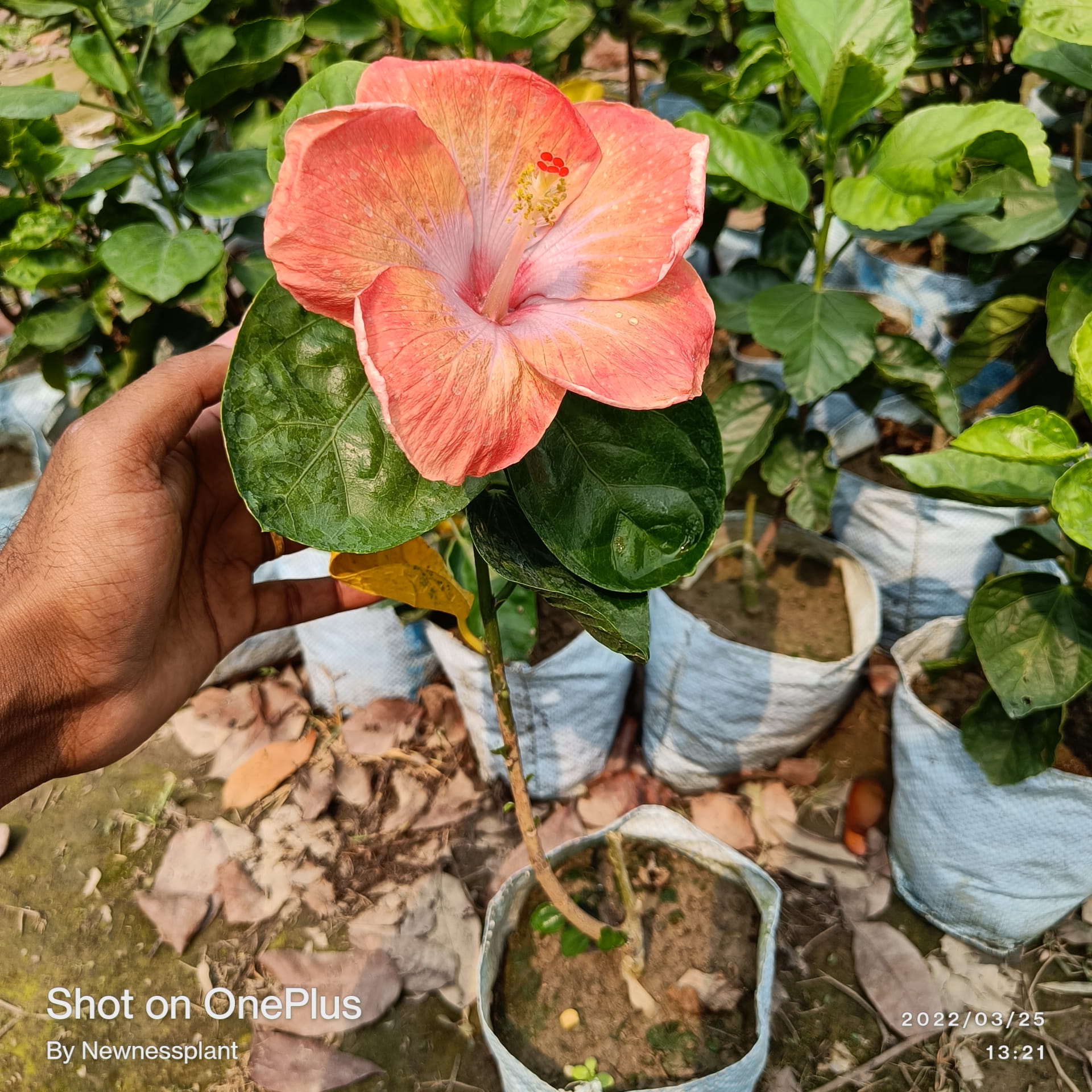 Australia Hibiscus Flower Plant – Light Orange | Premium Flowering Plant — photo 3