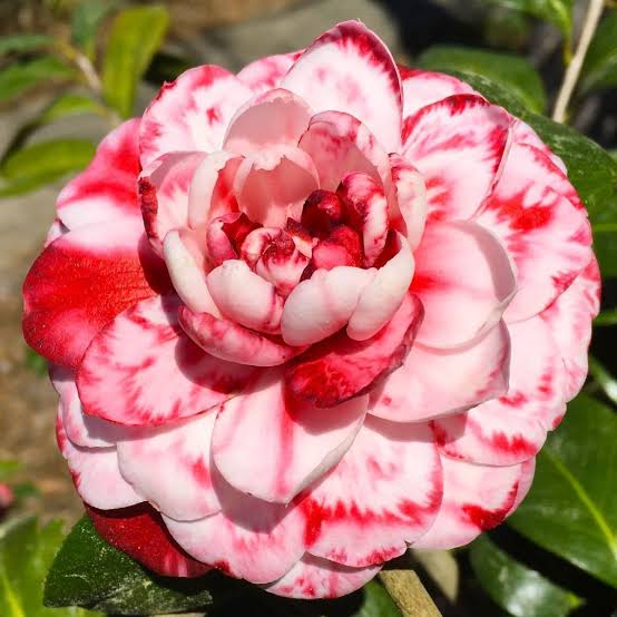 Camellia Flowering Plant (Thoka)