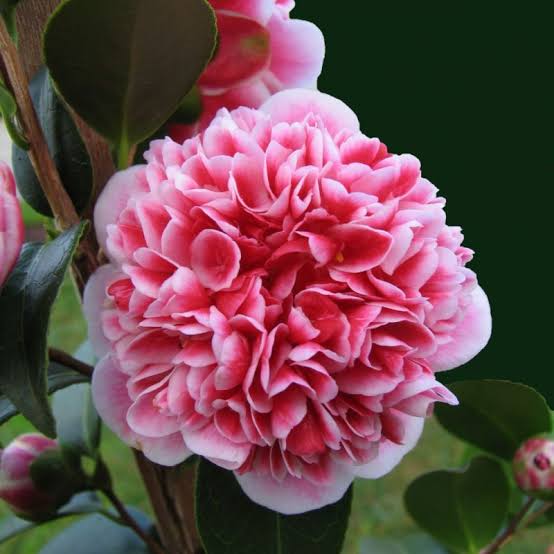 Camellia Flowering Plant (Thoka) — photo 2