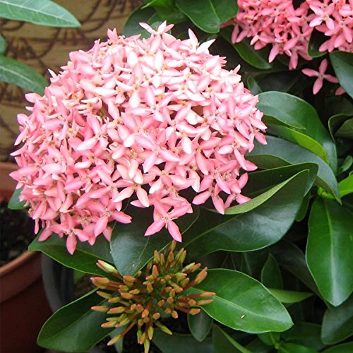 Chinese Ixora Flower Plant – Pink | Premium Flowering Shrub