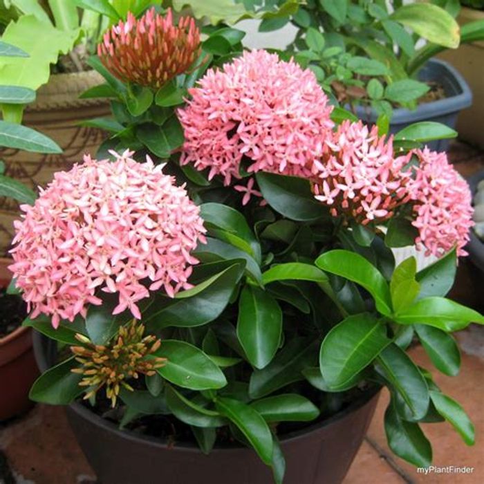 Chinese Ixora Flower Plant – Pink | Premium Flowering Shrub — photo 2