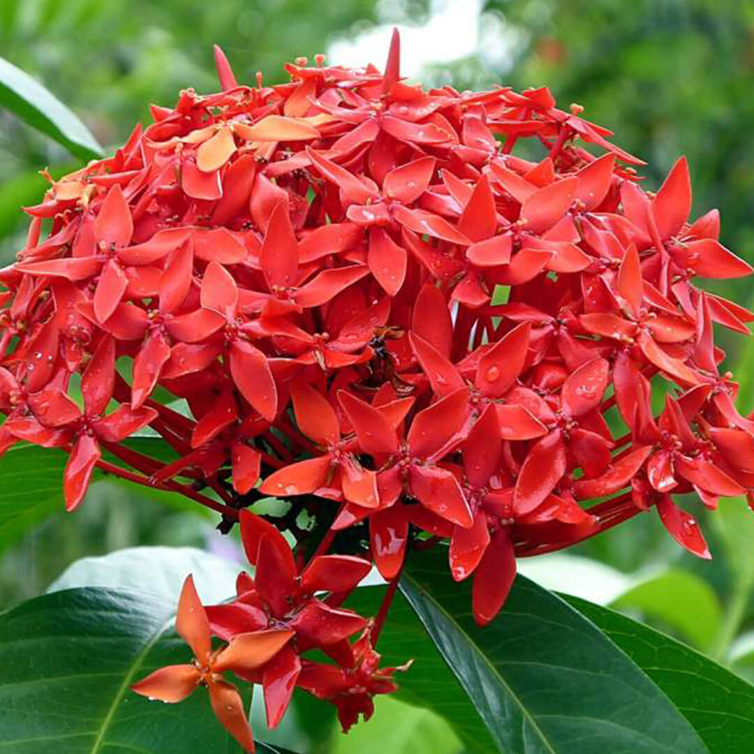 Chinese Ixora Flowering Plant – Red | Premium Outdoor Flowering Shrub