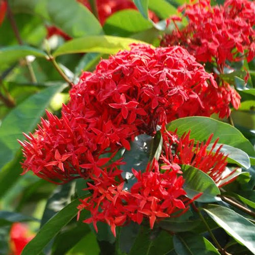 Chinese Ixora Flowering Plant – Red | Premium Outdoor Flowering Shrub — photo 2