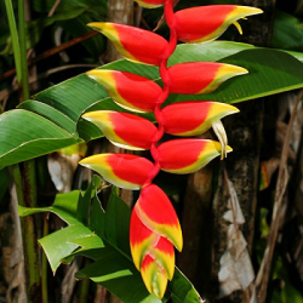 Heliconia Rostrata Flowering Plant | Exotic Hanging Lobster Claw