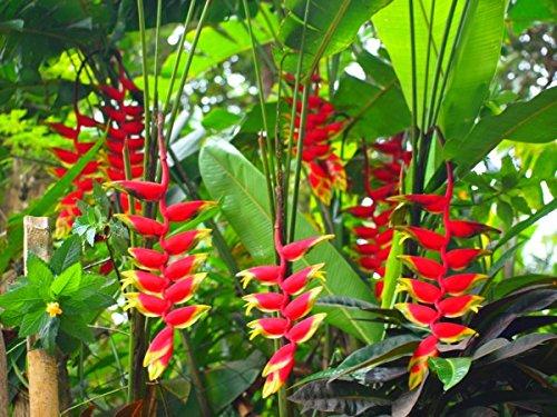 Heliconia Rostrata Flowering Plant | Exotic Hanging Lobster Claw — photo 2
