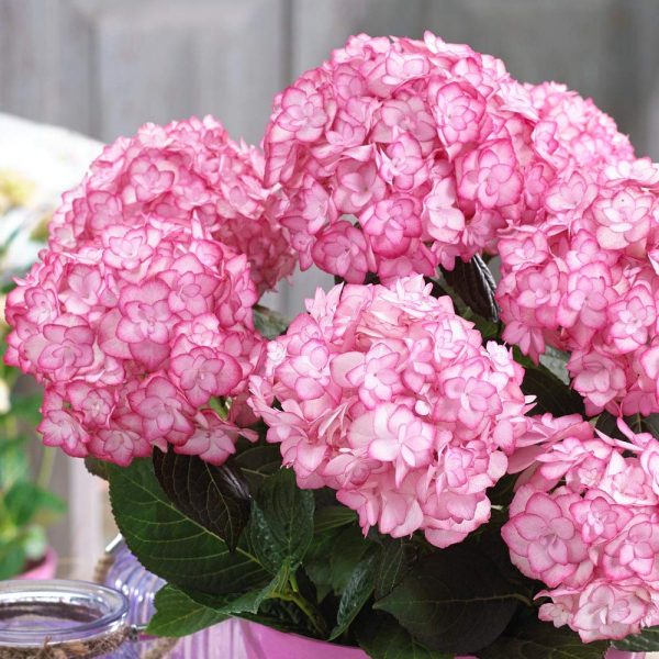Hybrid Hydrangea Flowering Plant – Pink | Premium Ornamental Shrub