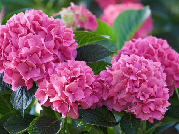Hybrid Hydrangea Flowering Plant – Pink | Premium Ornamental Shrub — photo 2