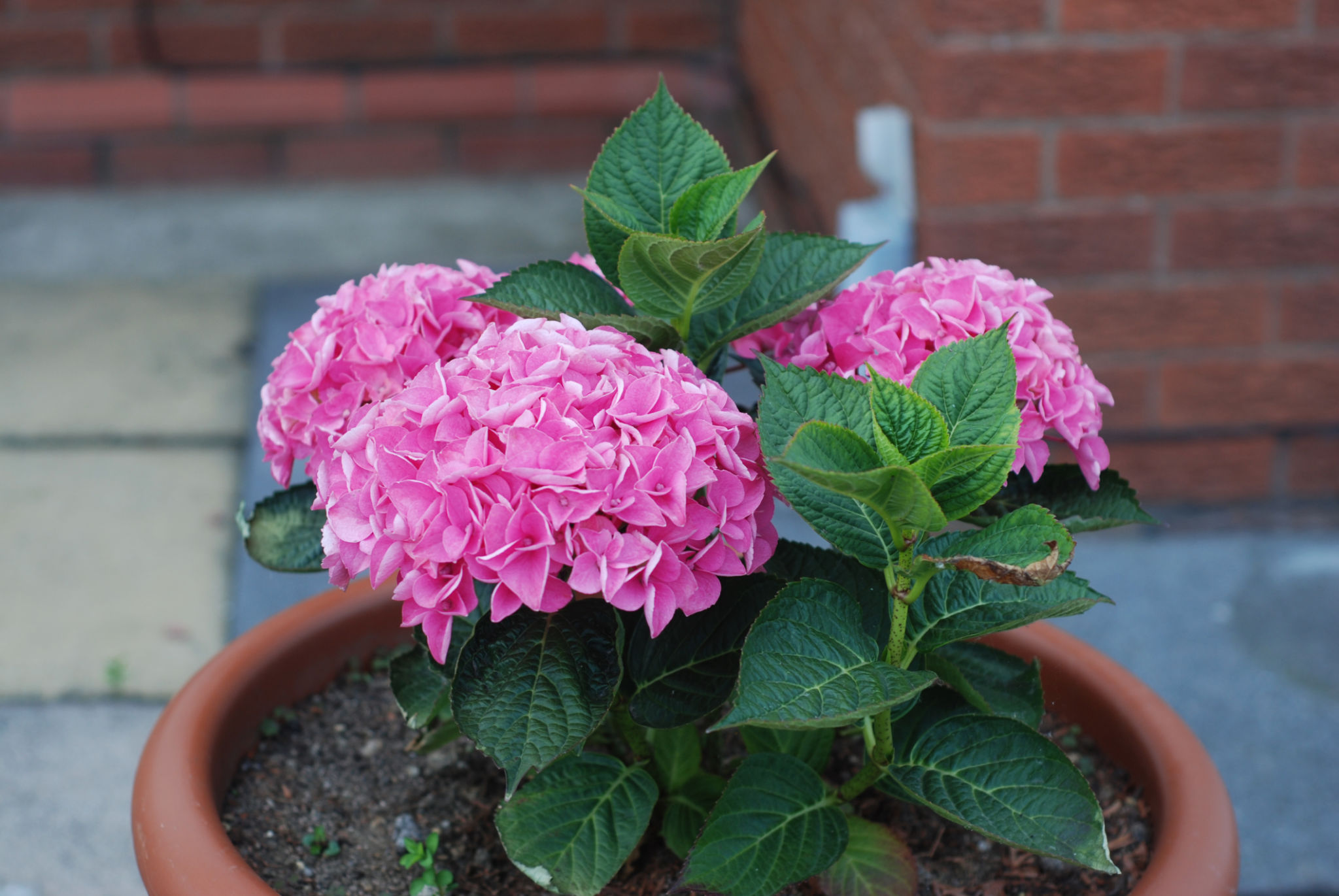 Hybrid Hydrangea Flowering Plant – Pink | Premium Ornamental Shrub — photo 3