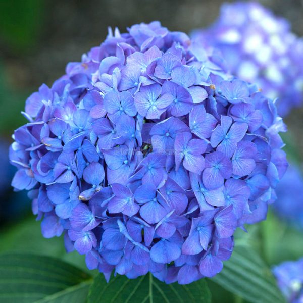 Hybrid Hydrangea Flowering Plant – Blue | Premium Ornamental Shrub