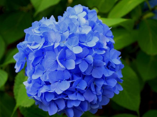 Hybrid Hydrangea Flowering Plant – Blue | Premium Ornamental Shrub — photo 2
