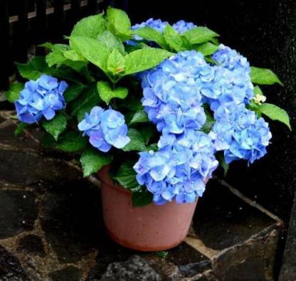 Hybrid Hydrangea Flowering Plant – Blue | Premium Ornamental Shrub — photo 3