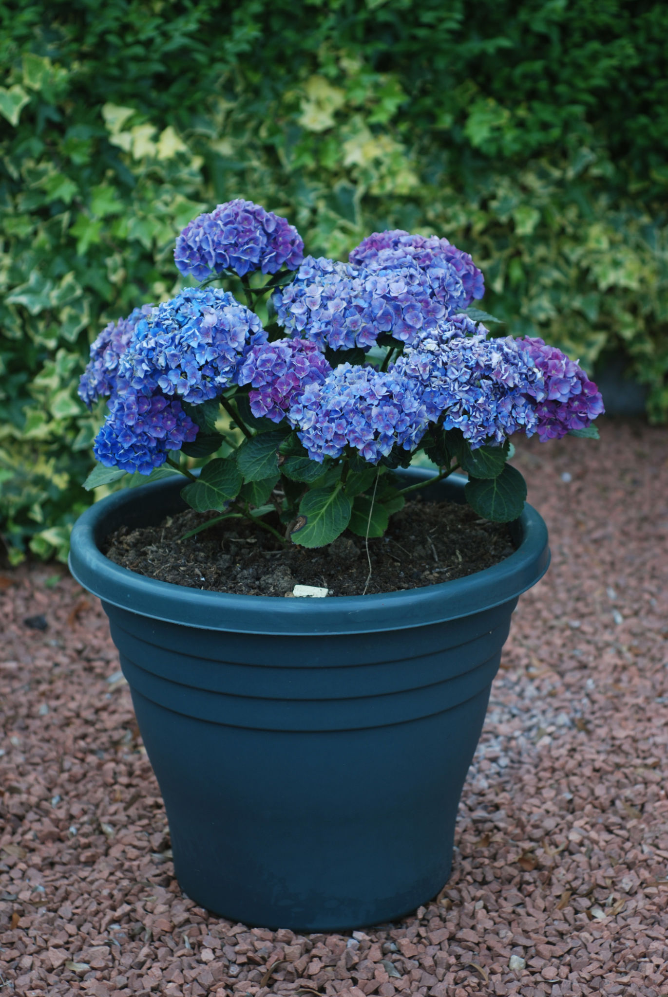 Hybrid Hydrangea Flowering Plant – Blue | Premium Ornamental Shrub — photo 4