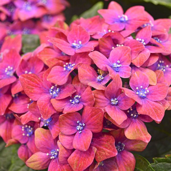 Hybrid Hydrangea Flowering Plant – Red | Premium Ornamental Shrub