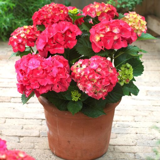 Hybrid Hydrangea Flowering Plant – Red | Premium Ornamental Shrub — photo 2