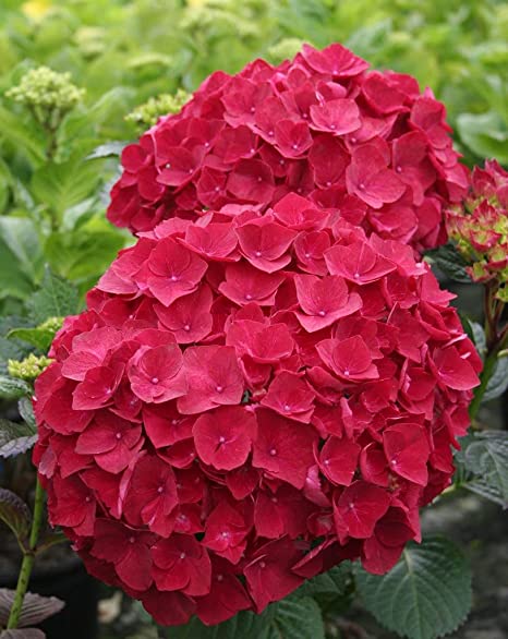 Hybrid Hydrangea Flowering Plant – Red | Premium Ornamental Shrub — photo 3