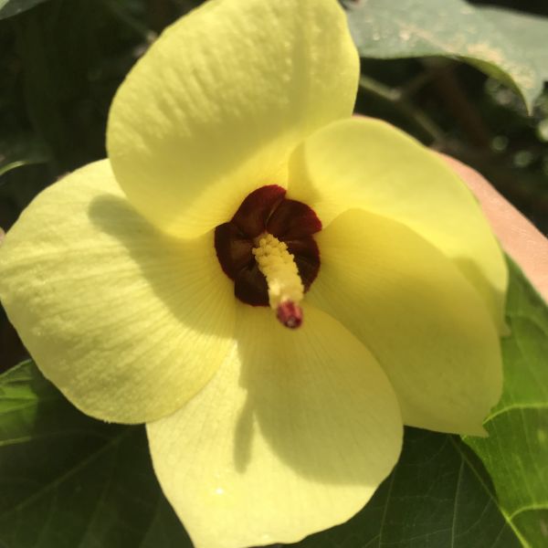 Tiliaceus Hibiscus Plant | Premium Yellow Flowering Hibiscus