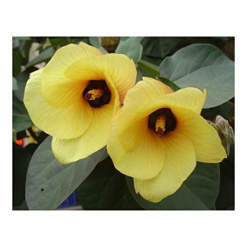 Tiliaceus Hibiscus Plant | Premium Yellow Flowering Hibiscus — photo 2
