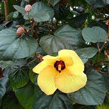 Tiliaceus Hibiscus Plant | Premium Yellow Flowering Hibiscus — photo 3
