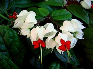 Bleeding Heart Vine White | Elegant Flowering Creeper & Climber