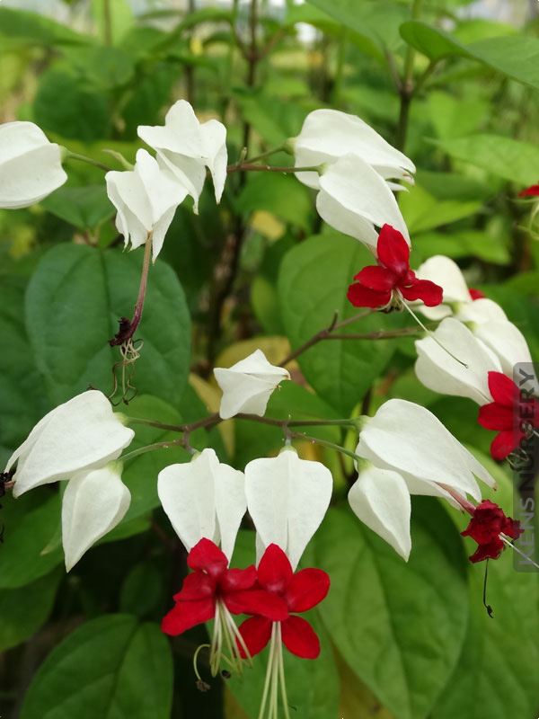 Bleeding Heart Vine White | Elegant Flowering Creeper & Climber — photo 2