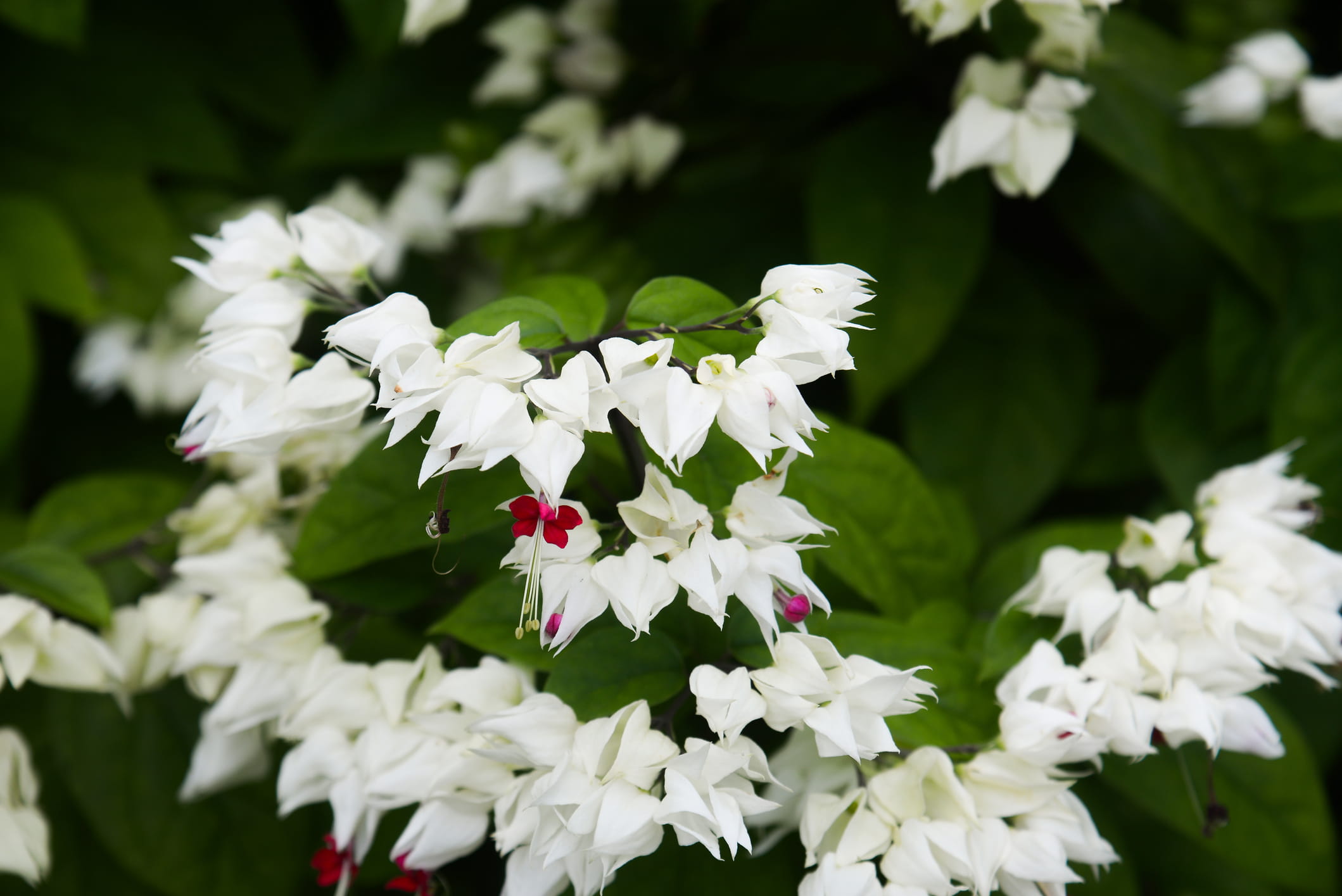 Bleeding Heart Vine White | Elegant Flowering Creeper & Climber — photo 3