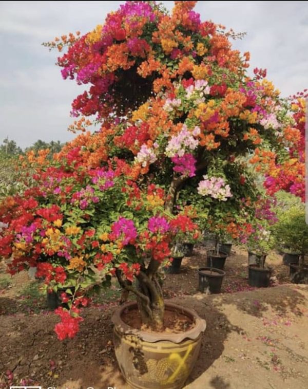Bonsai Bougainvillea Plant – 10 Colour Grafted | Premium Flowering Bonsai