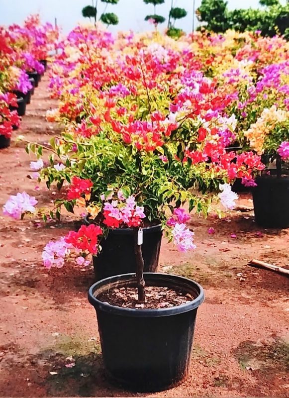 Bonsai Bougainvillea Plant – 10 Colour Grafted | Premium Flowering Bonsai — photo 2