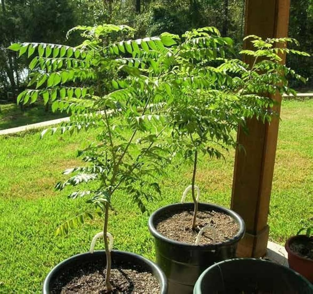 Curry Leaves Plant | Fresh Curry Patta (Murraya koenigii)