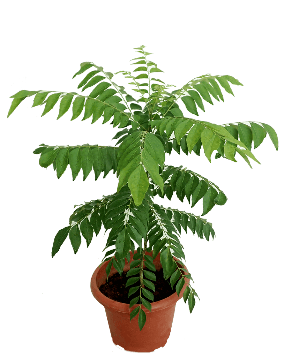 Curry Leaves Plant | Fresh Curry Patta (Murraya koenigii) — photo 2
