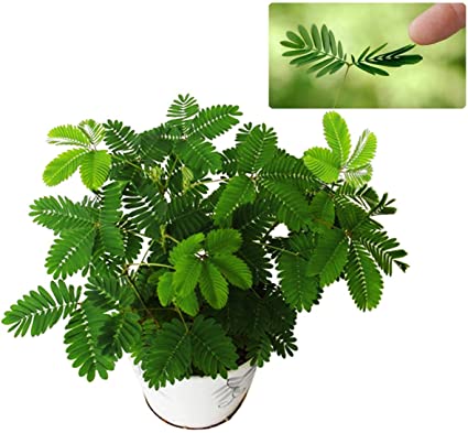 Mimosa Pudica Plant | Sensitive Plant (Touch-Me-Not)